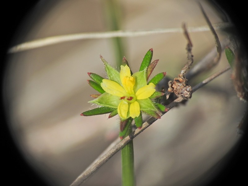 Hibbertia stricta photo 2