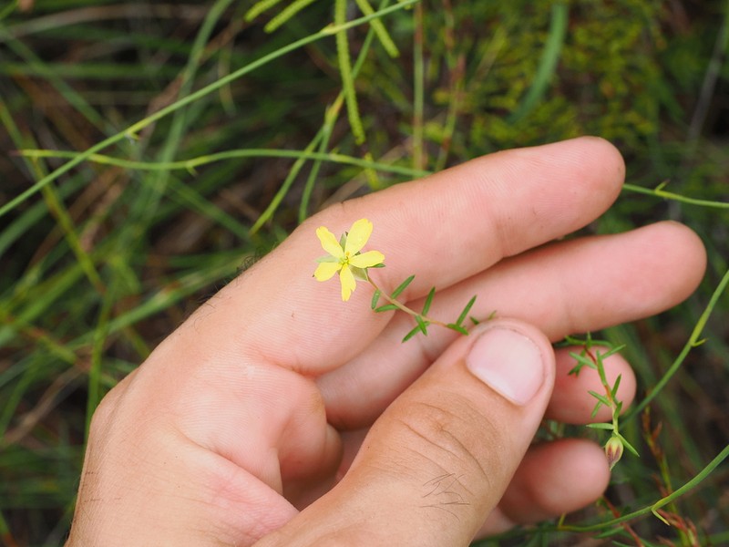 Hibbertia stricta photo 4