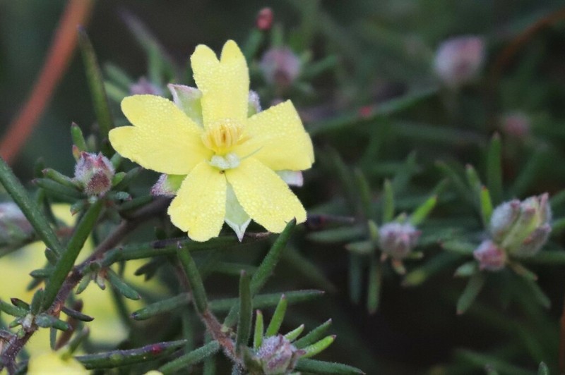 Hibbertia stricta photo 5