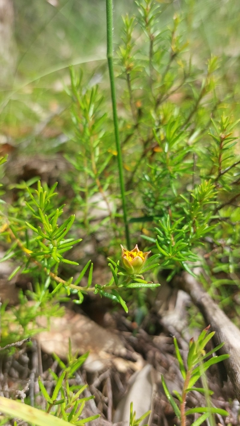 Hibbertia stricta photo 6