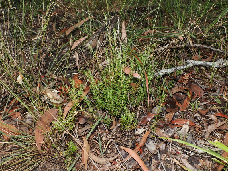 Hibbertia stricta photo 7