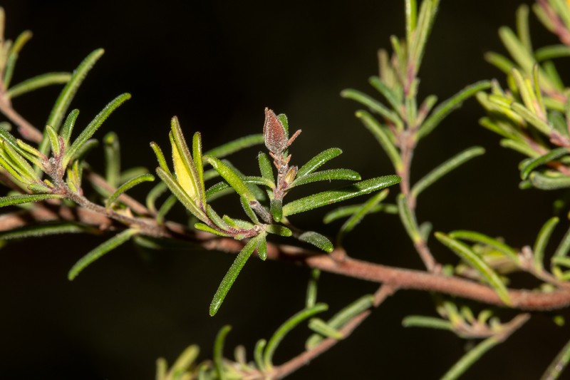 Hibbertia stricta subsp. furcatula