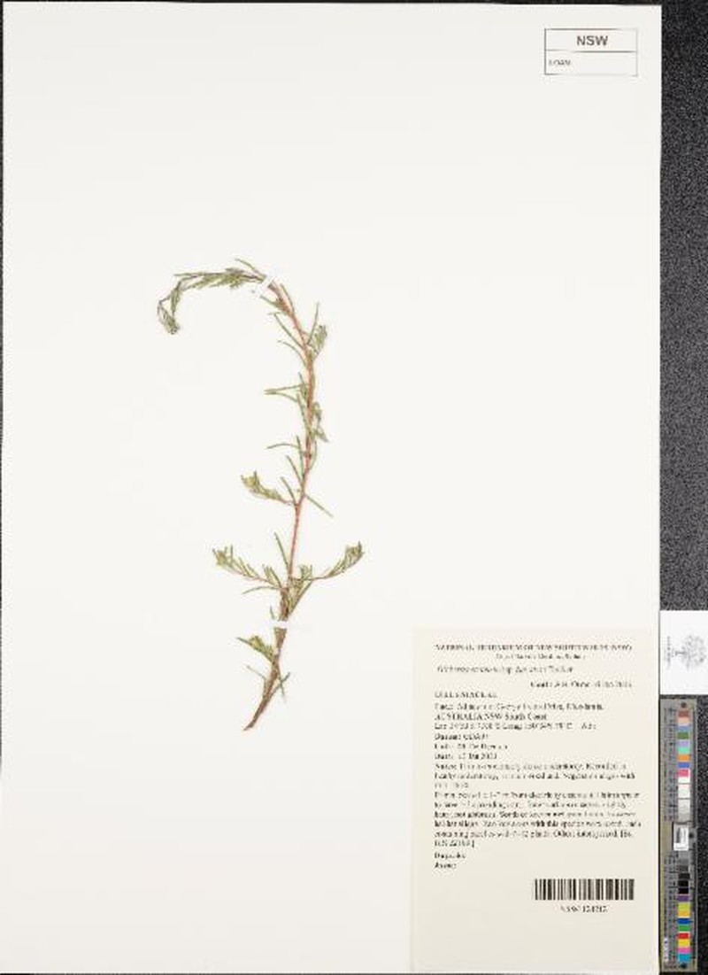 Hibbertia stricta subsp. furcatula photo 2