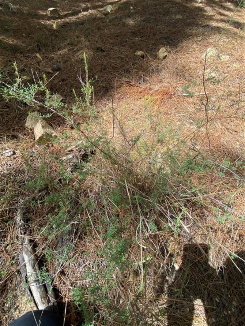 Hibbertia stricta subsp. stricta photo 2