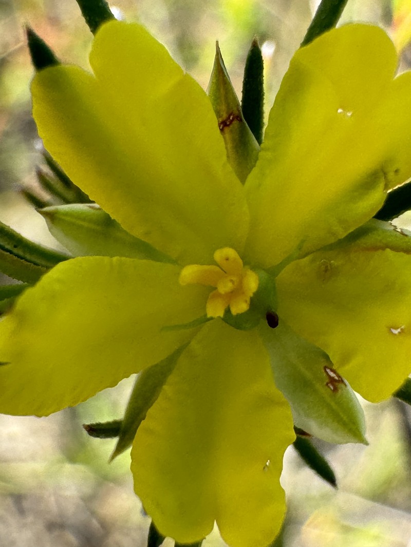 Hibbertia stricta subsp. stricta photo 3