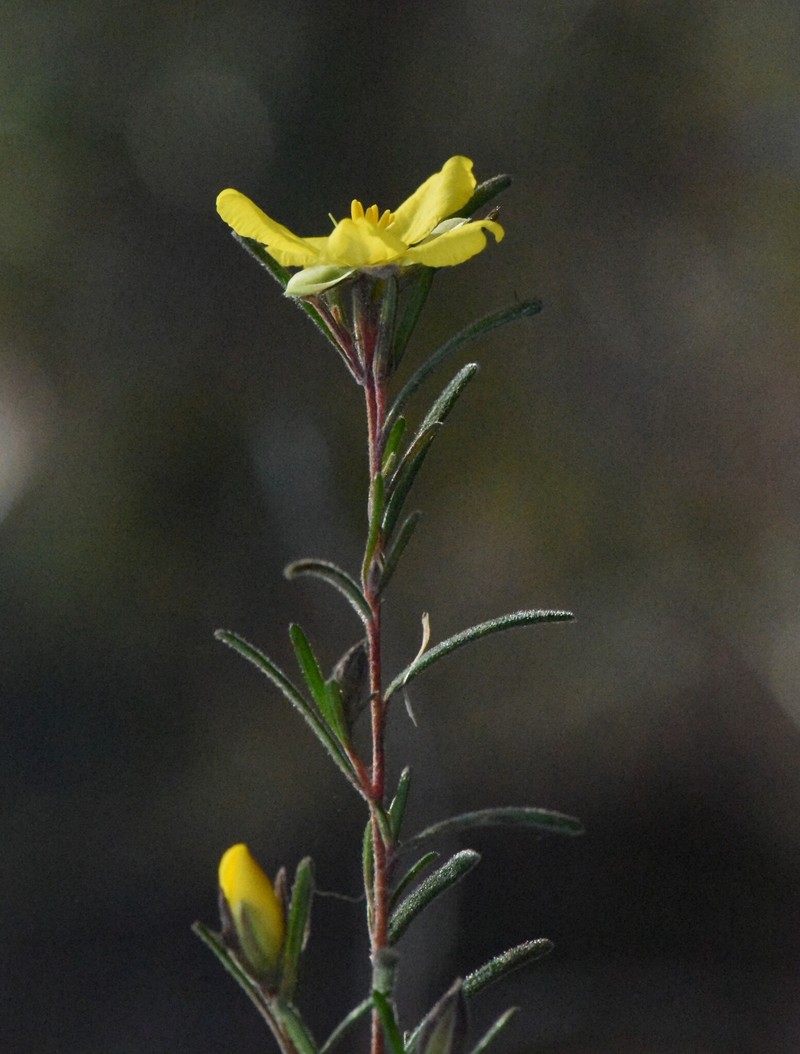Hibbertia stricta subsp. stricta photo 4