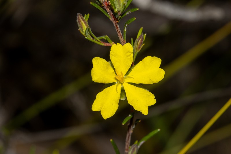 Hibbertia stricta subsp. stricta