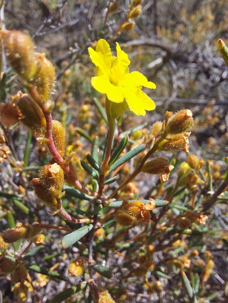 Hibbertia subglabra