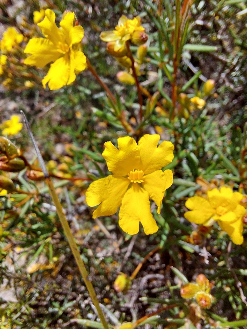 Hibbertia subglabra photo 2