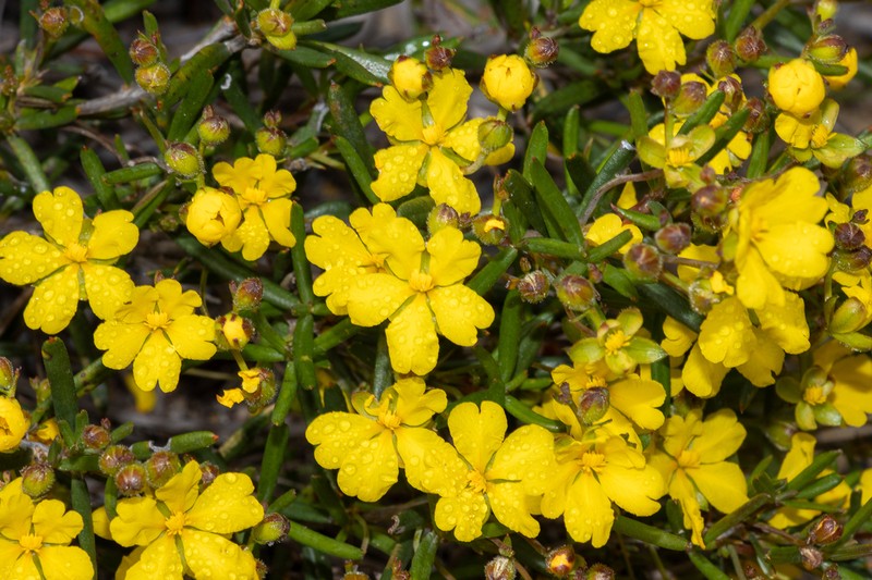Hibbertia subglabra photo 3