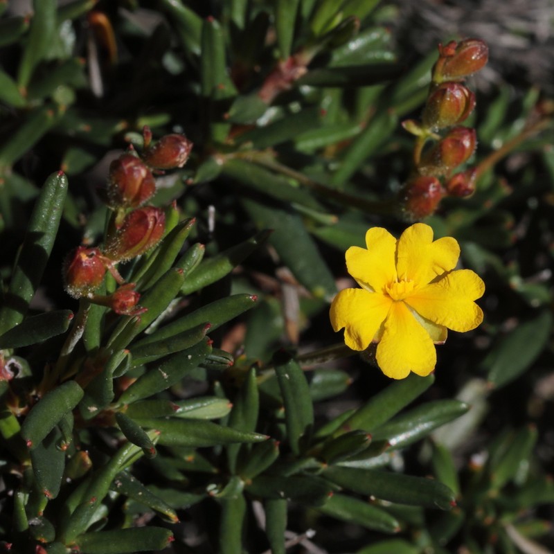 Hibbertia subglabra photo 5