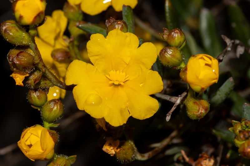 Hibbertia subglabra photo 7