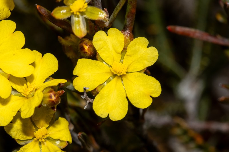 Hibbertia subglabra photo 8