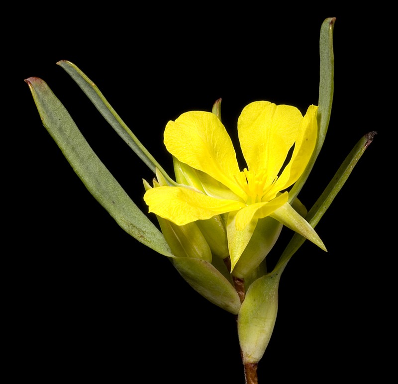 Hibbertia subvaginata