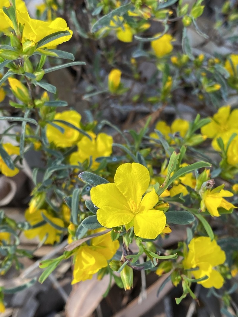 Hibbertia subvaginata photo 2