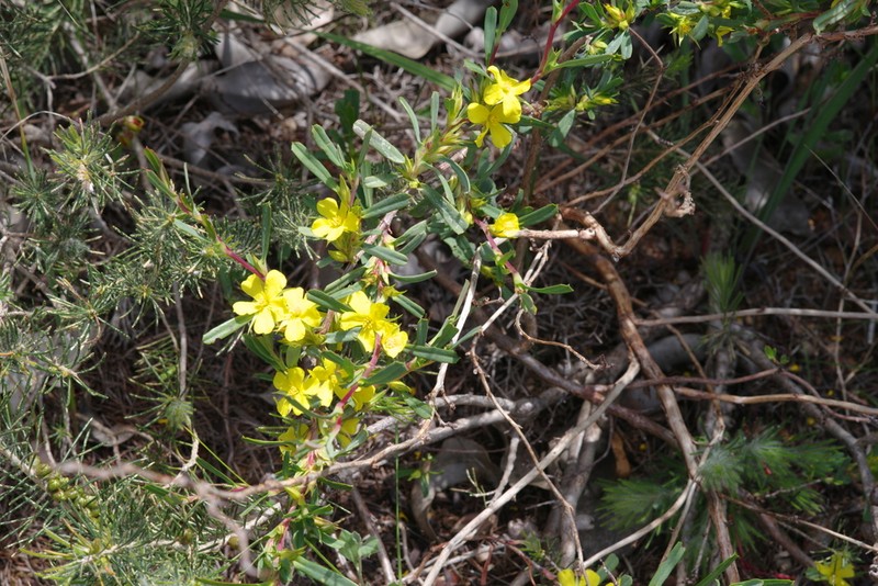 Hibbertia subvaginata photo 3