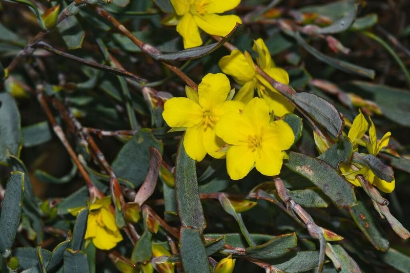 Hibbertia subvaginata photo 4