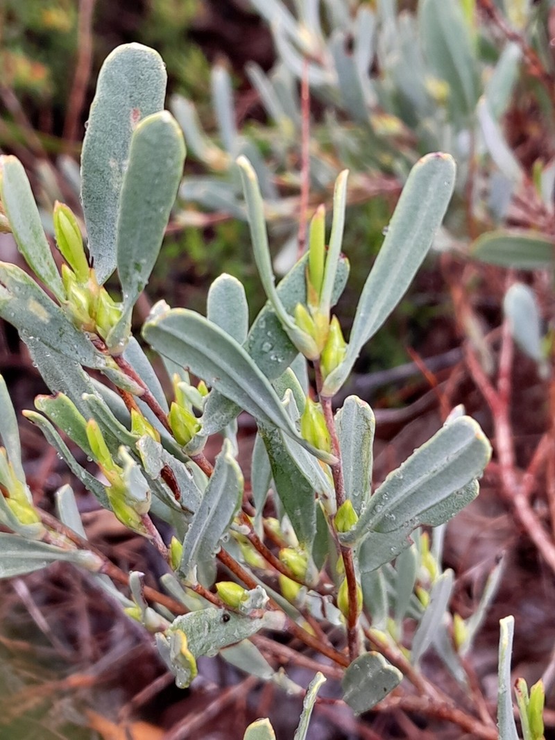 Hibbertia subvaginata photo 5