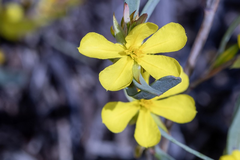 Hibbertia subvaginata photo 6