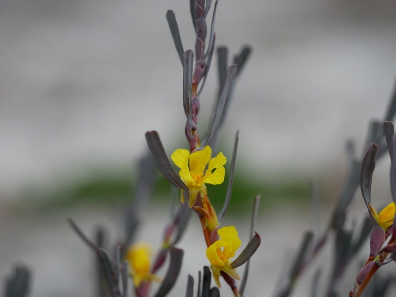 Hibbertia subvaginata photo 7
