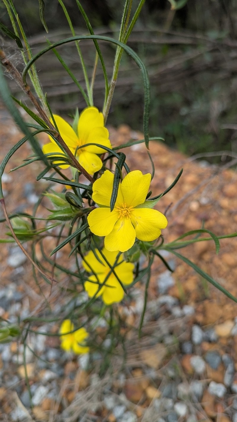 Hibbertia subvillosa