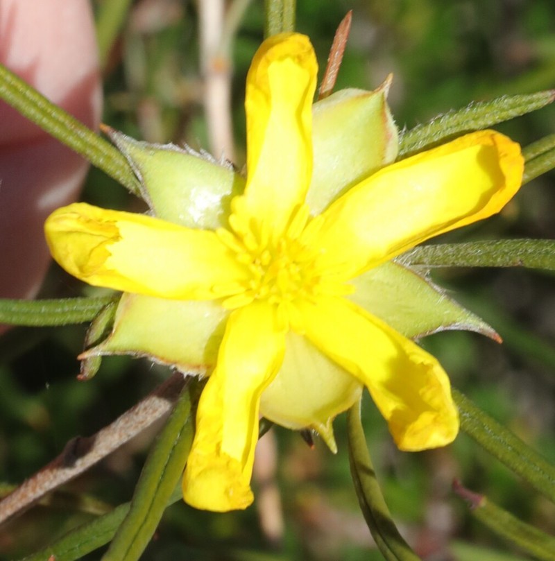 Hibbertia subvillosa photo 2