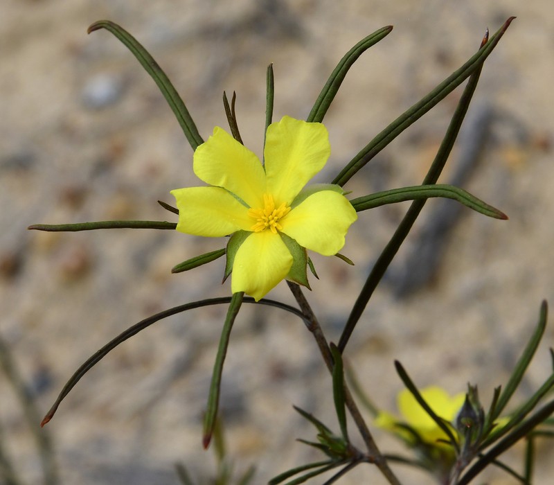 Hibbertia subvillosa photo 3