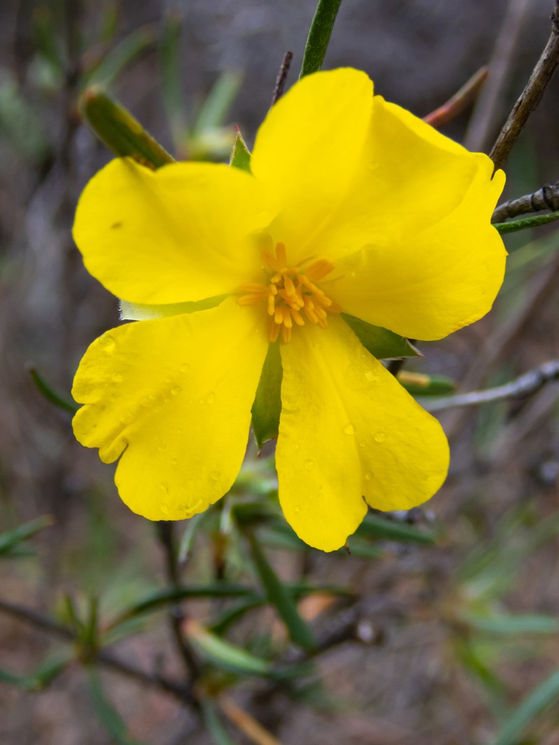 Hibbertia subvillosa photo 4