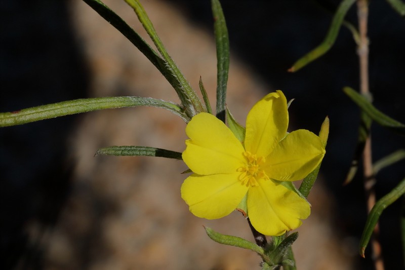 Hibbertia subvillosa photo 5