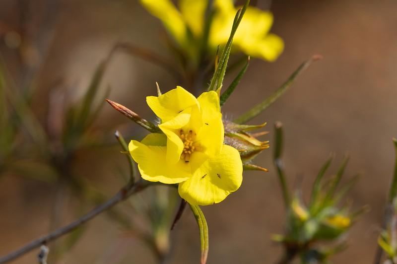 Hibbertia subvillosa photo 6