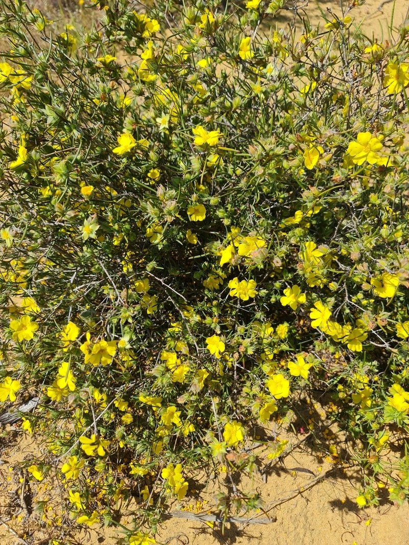 Hibbertia subvillosa photo 7