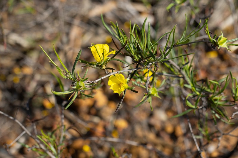 Hibbertia subvillosa photo 8