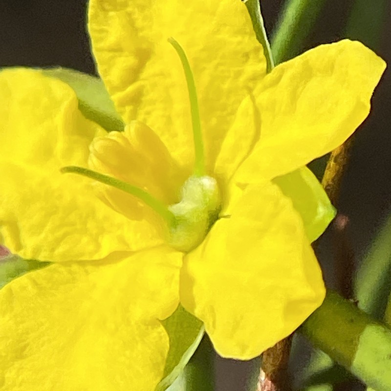 Hibbertia sulcinervis