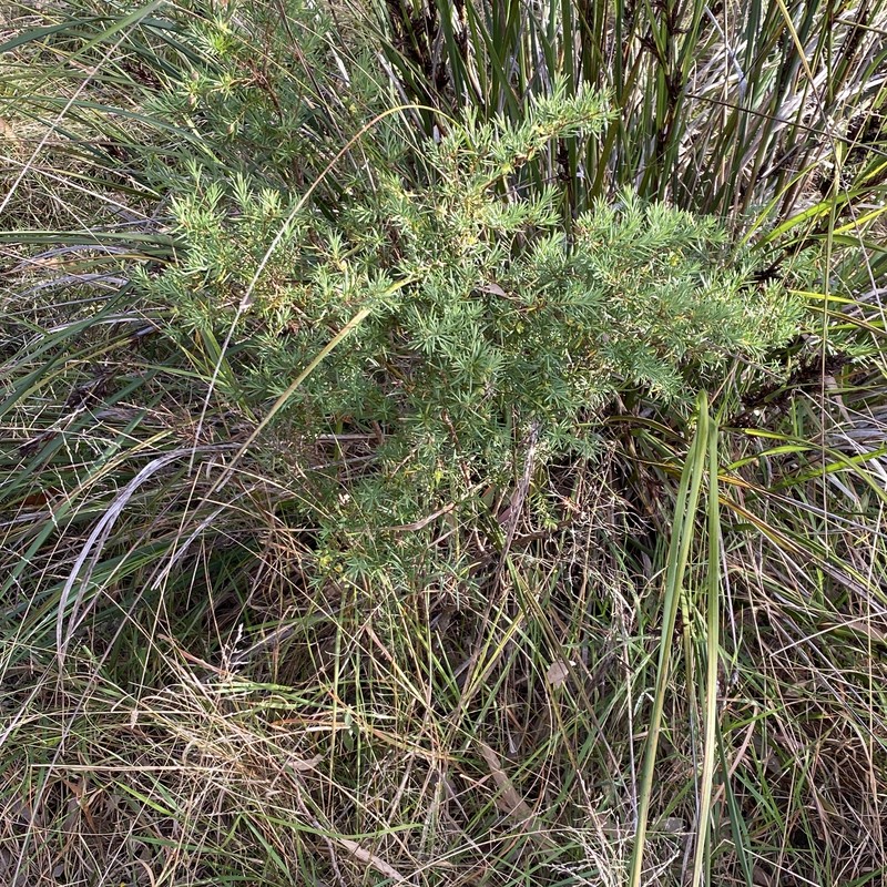 Hibbertia sulcinervis photo 2