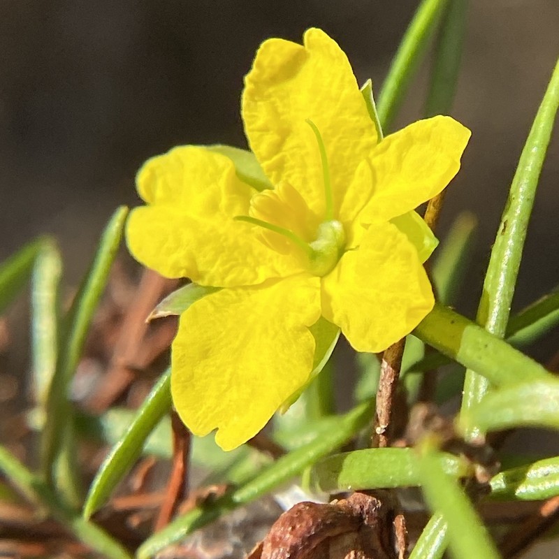 Hibbertia sulcinervis photo 3