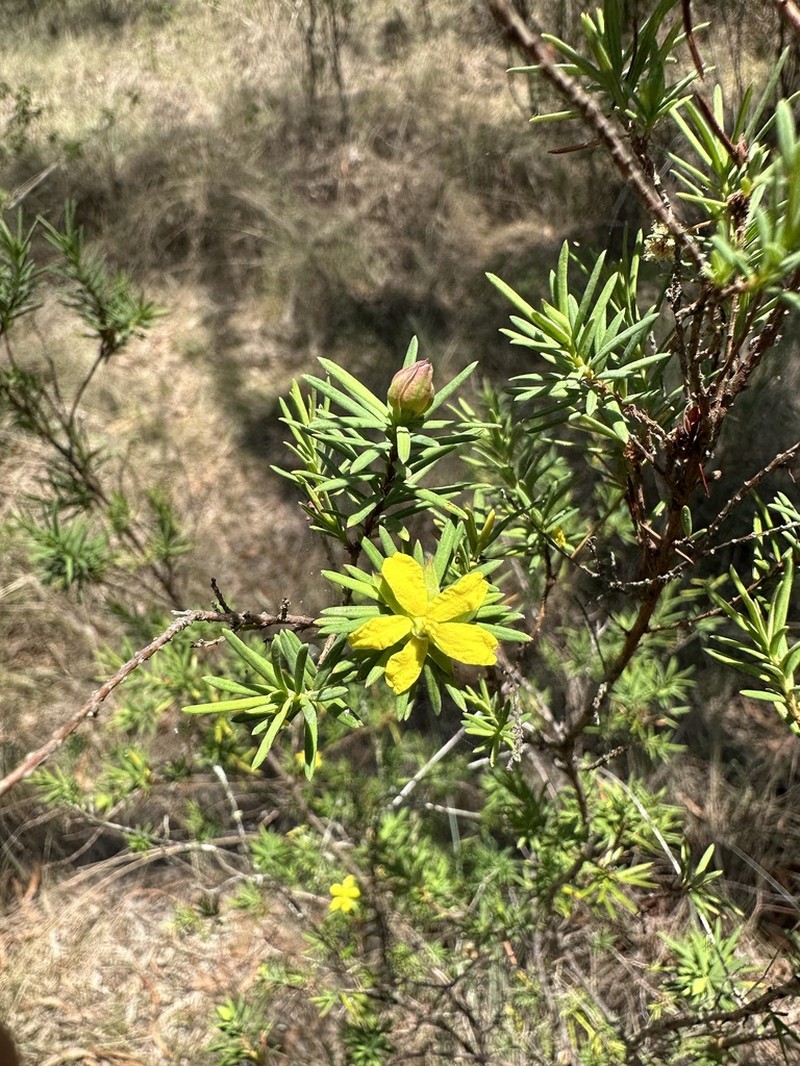Hibbertia sulcinervis photo 4