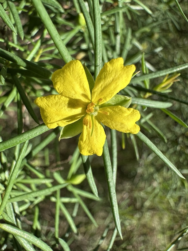 Hibbertia sulcinervis photo 5