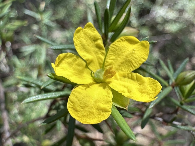 Hibbertia sulcinervis photo 6