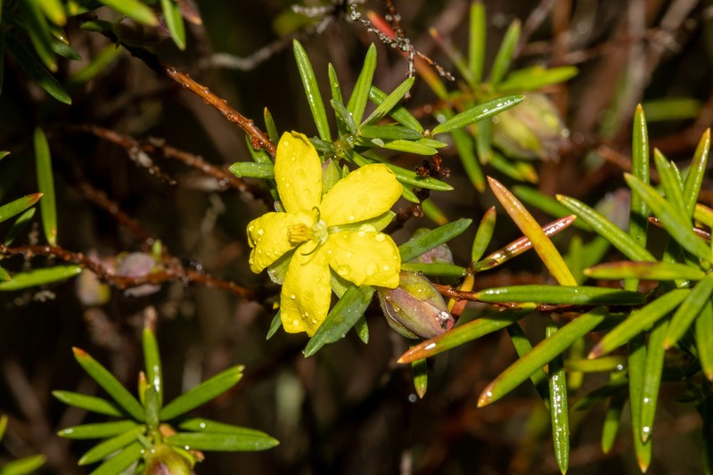 Hibbertia sulcinervis photo 7