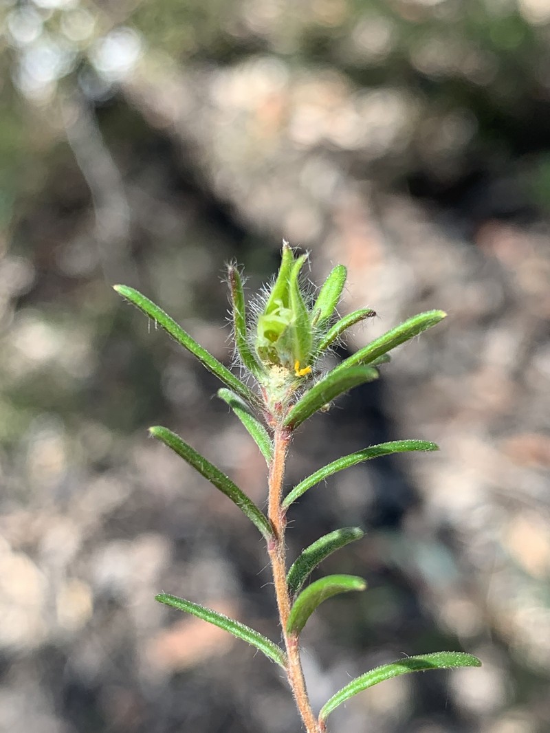 Hibbertia superans
