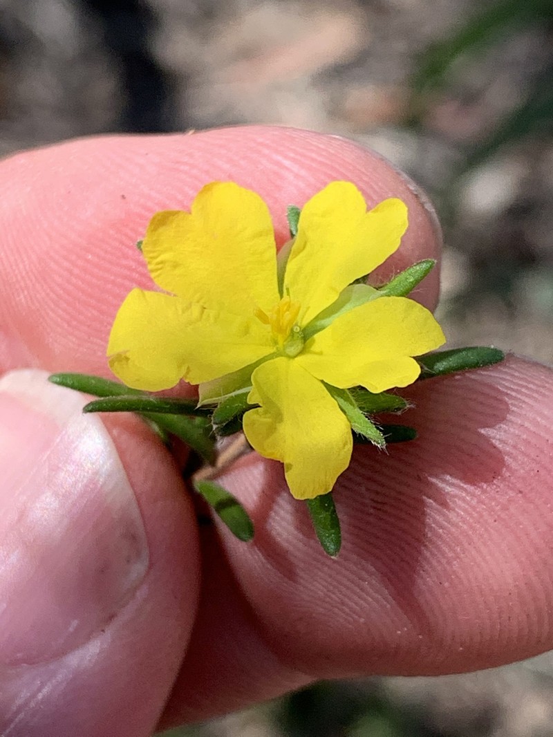 Hibbertia superans photo 2