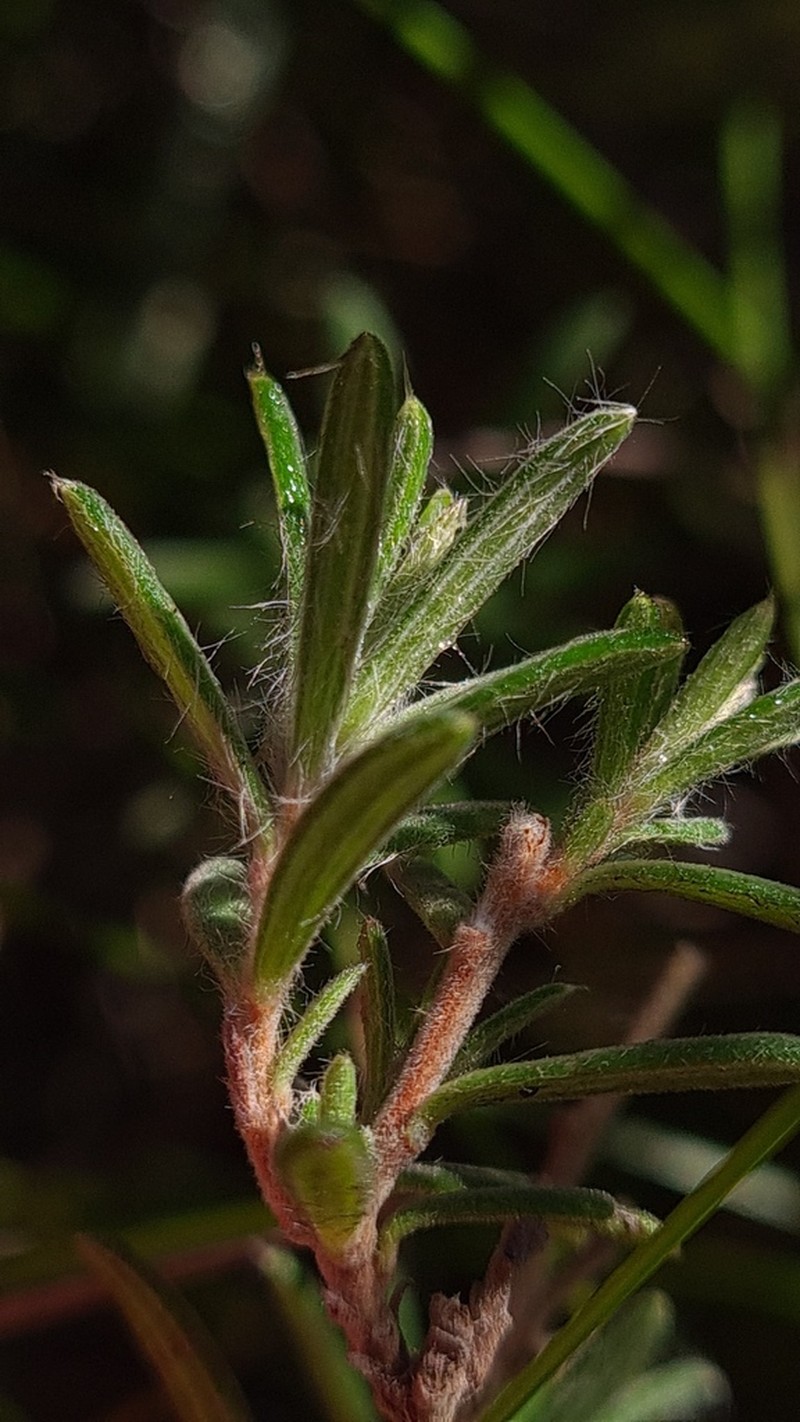 Hibbertia superans photo 3