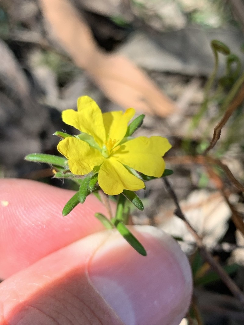 Hibbertia superans photo 4