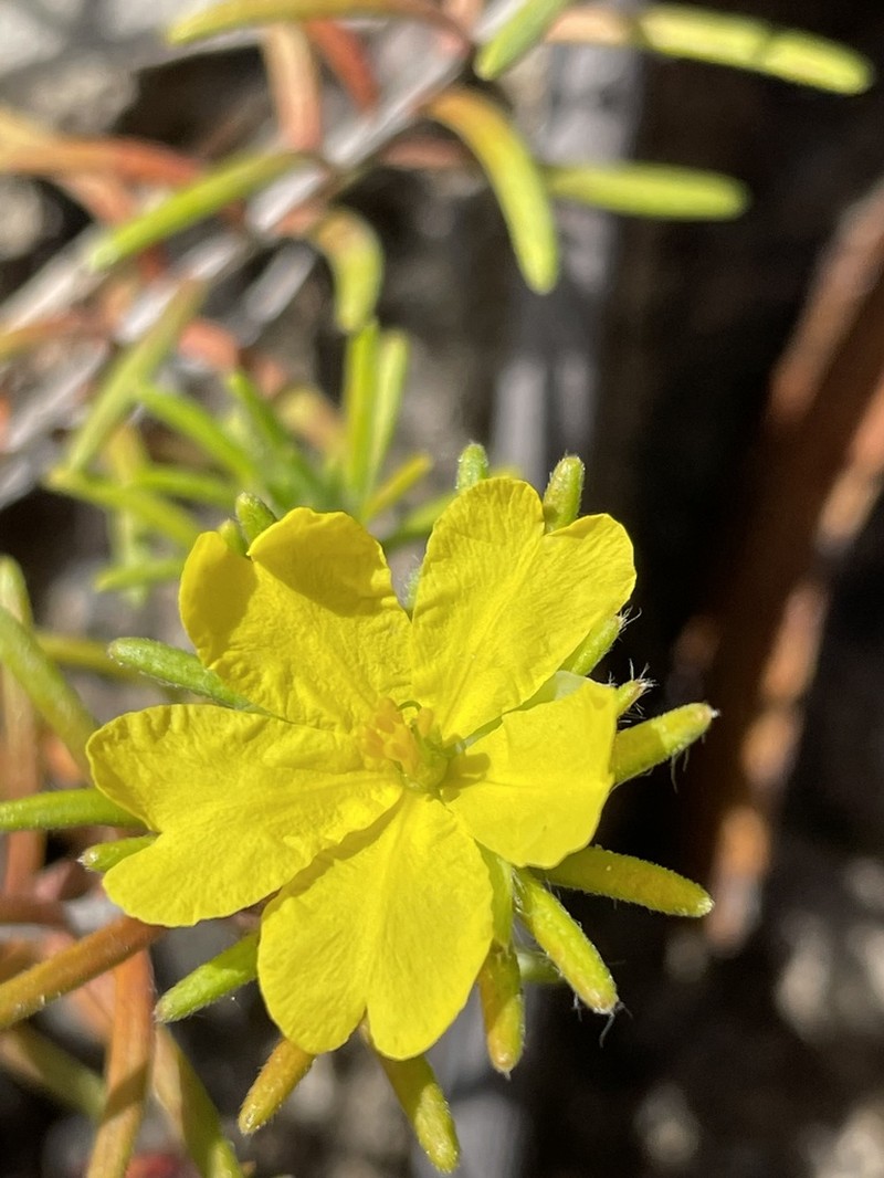 Hibbertia superans photo 5