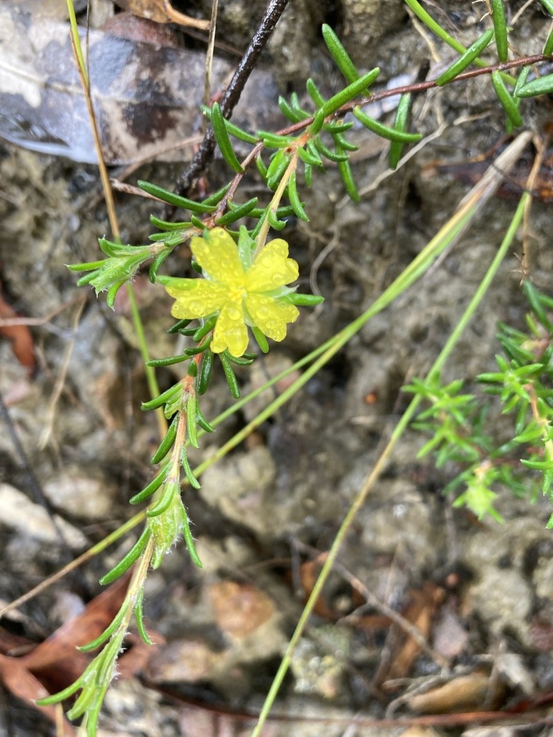 Hibbertia superans photo 6