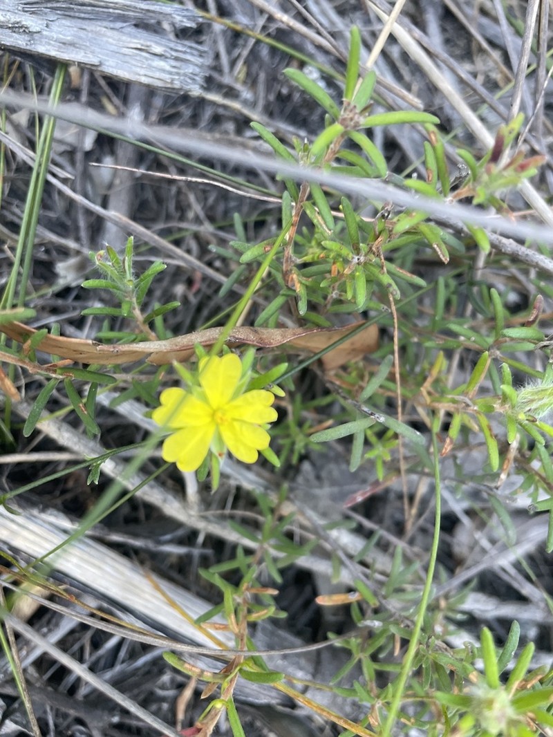 Hibbertia superans photo 7