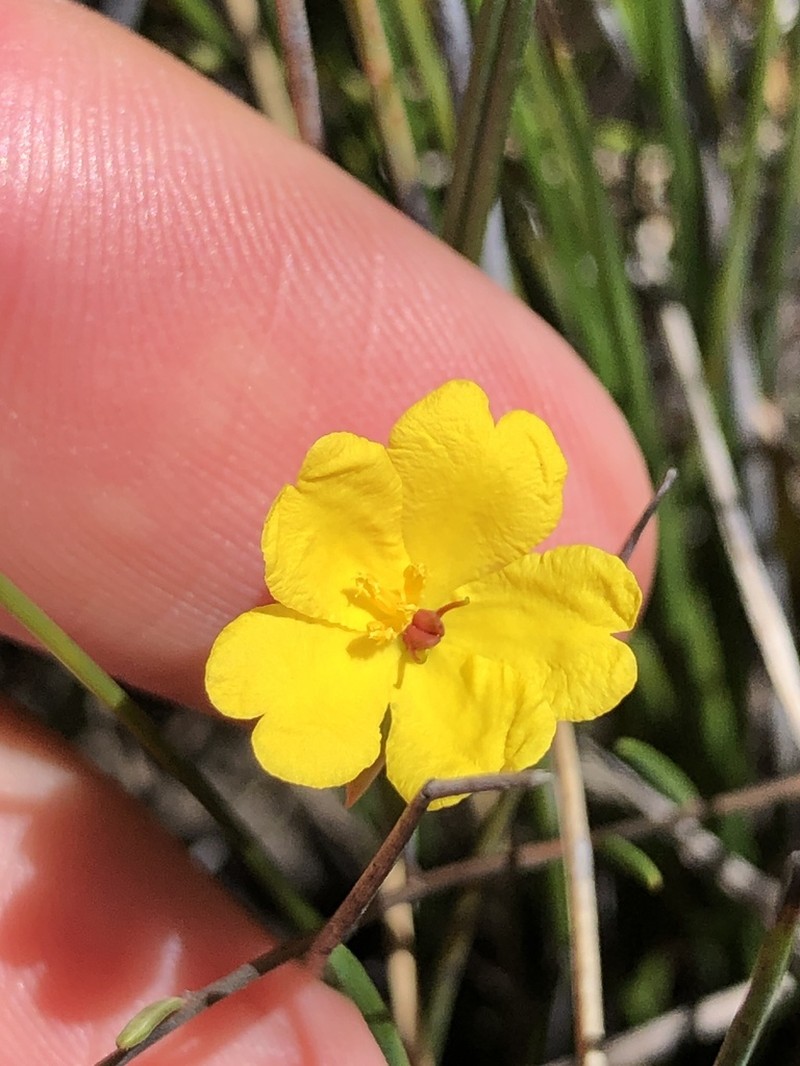 Hibbertia surcularis