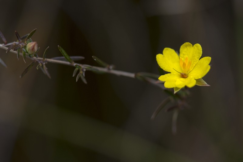 Hibbertia surcularis photo 2