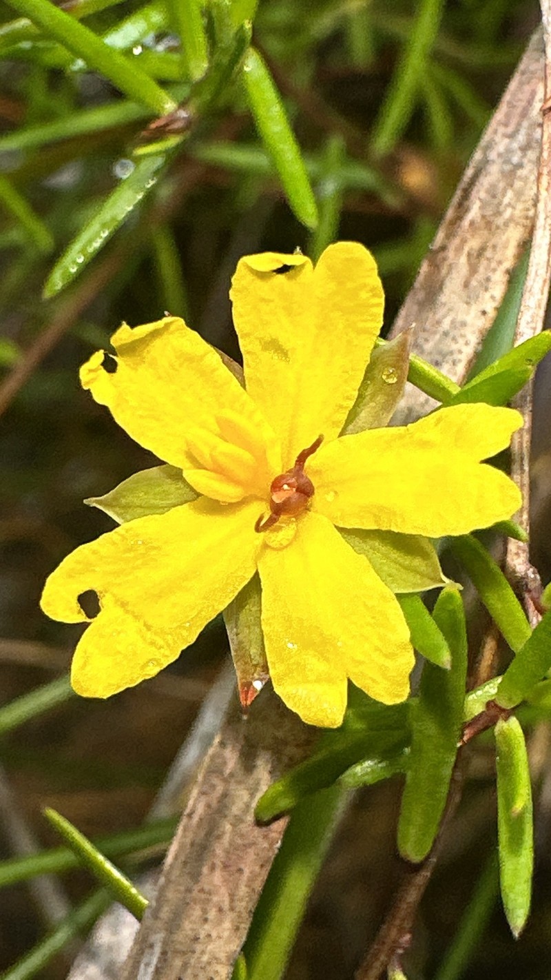 Hibbertia surcularis photo 5
