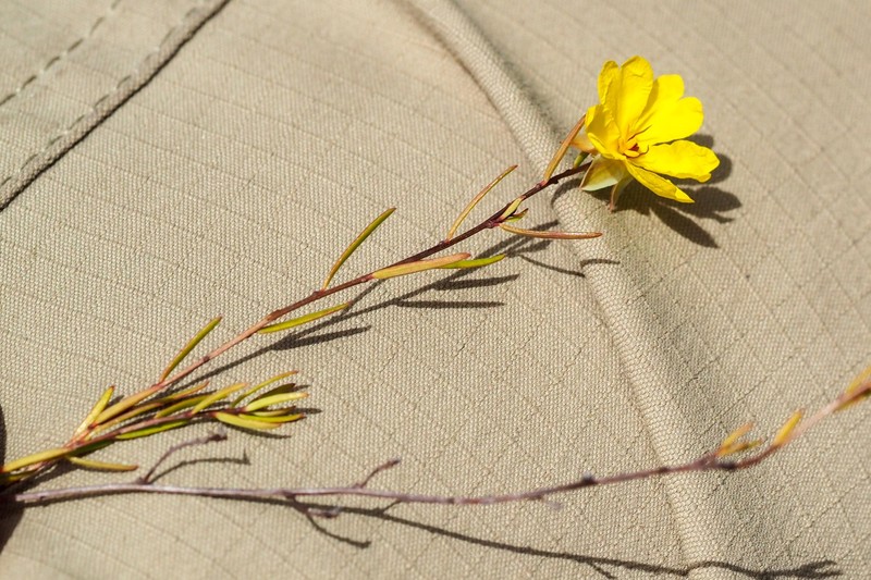 Hibbertia surcularis photo 6